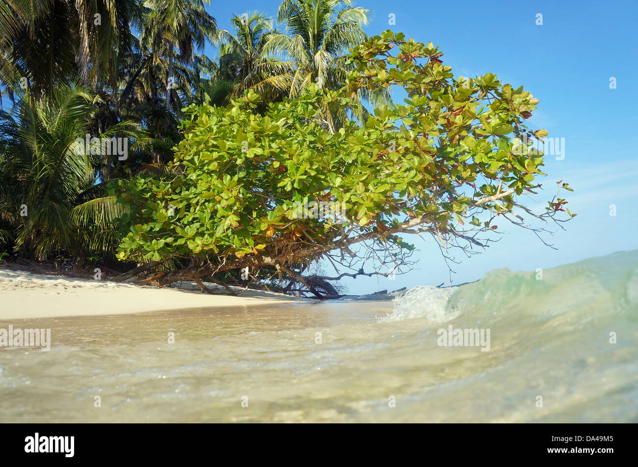 Onda sulla spiaggia sabbiosa con vegetazione tropicale, Caraibi, Puerto Viejo, Costa Rica Foto Stock