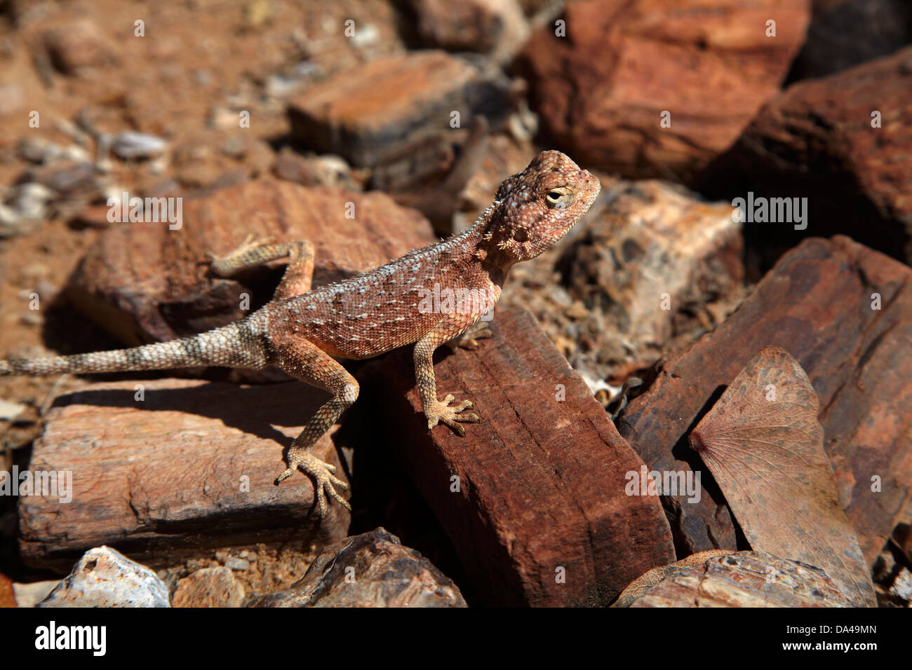 Massa AGAMA SA (AGAMA SA aculeata), mimetizzati fra legno pietrificato in foresta pietrificata, Damaraland, Namibia, Africa Foto Stock