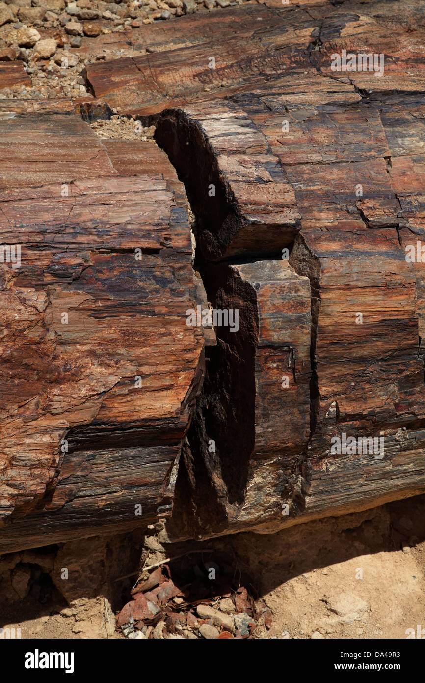 Pietrificati tronco di albero, Foresta Pietrificata, Damaraland, Namibia, Africa Foto Stock