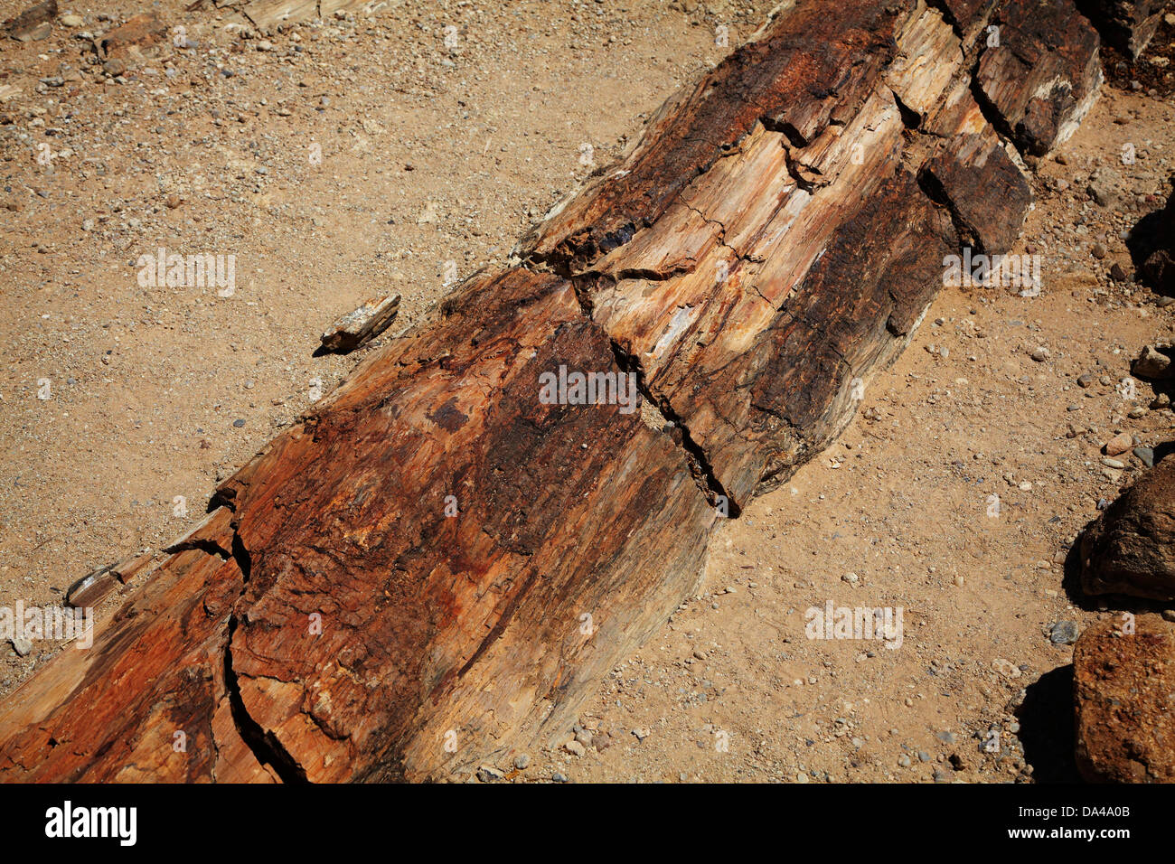 Pietrificati tronco di albero, Foresta Pietrificata, Damaraland, Namibia, Africa Foto Stock