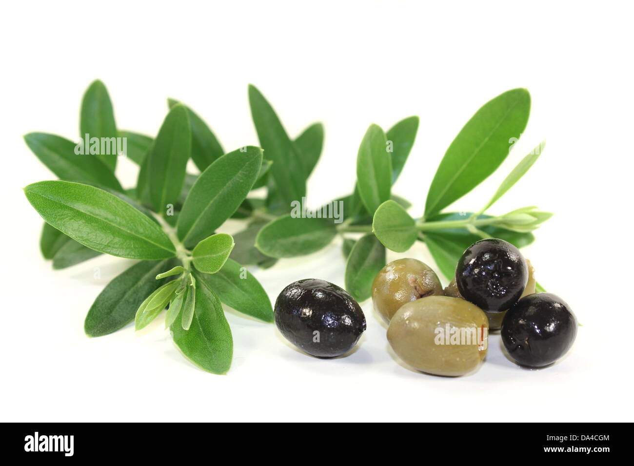 Un green olive branch di fronte a uno sfondo bianco Foto Stock