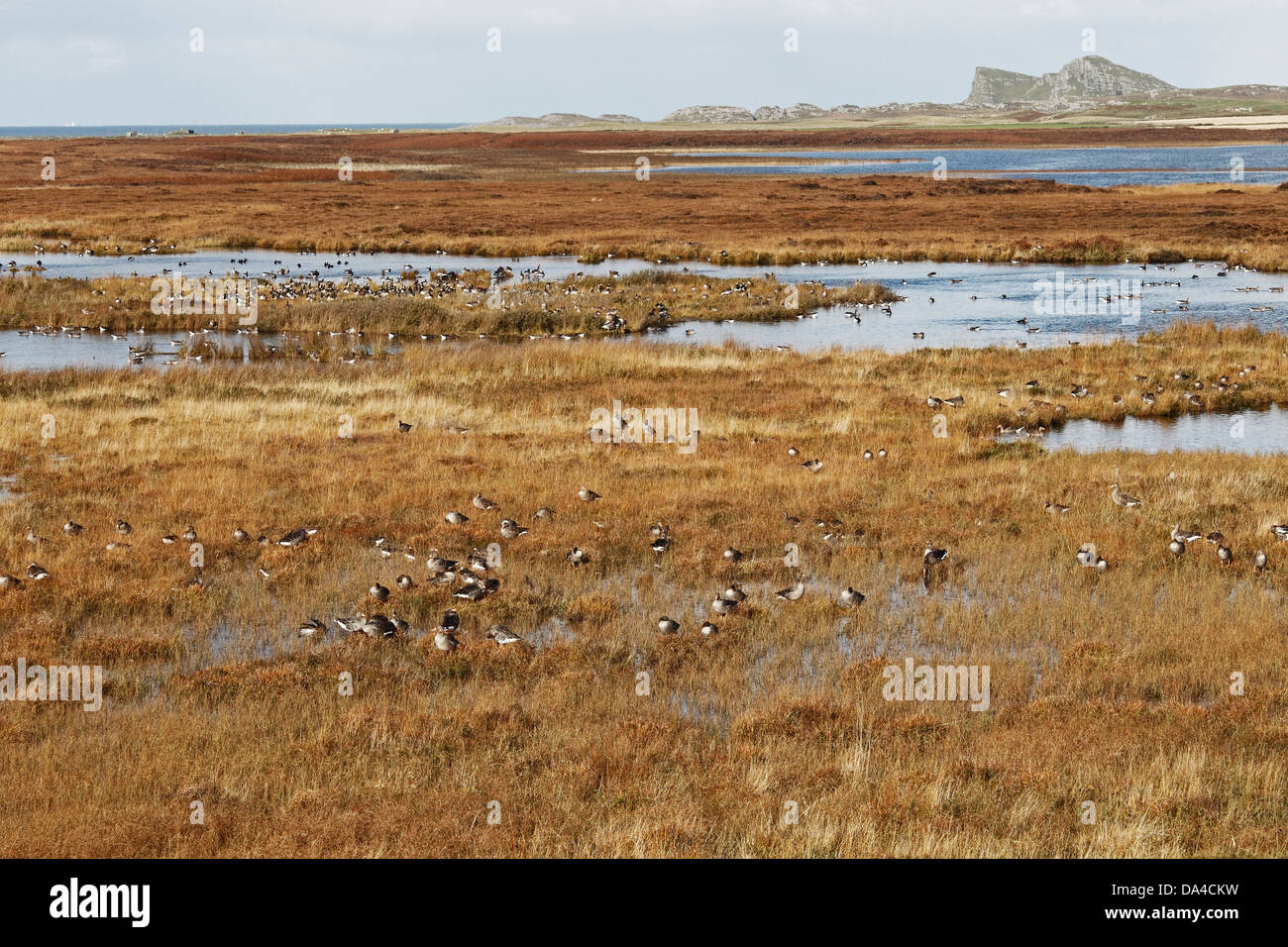 Le oche sul Loch Gorm Islay Scozia UK Ottobre 4918 Foto Stock
