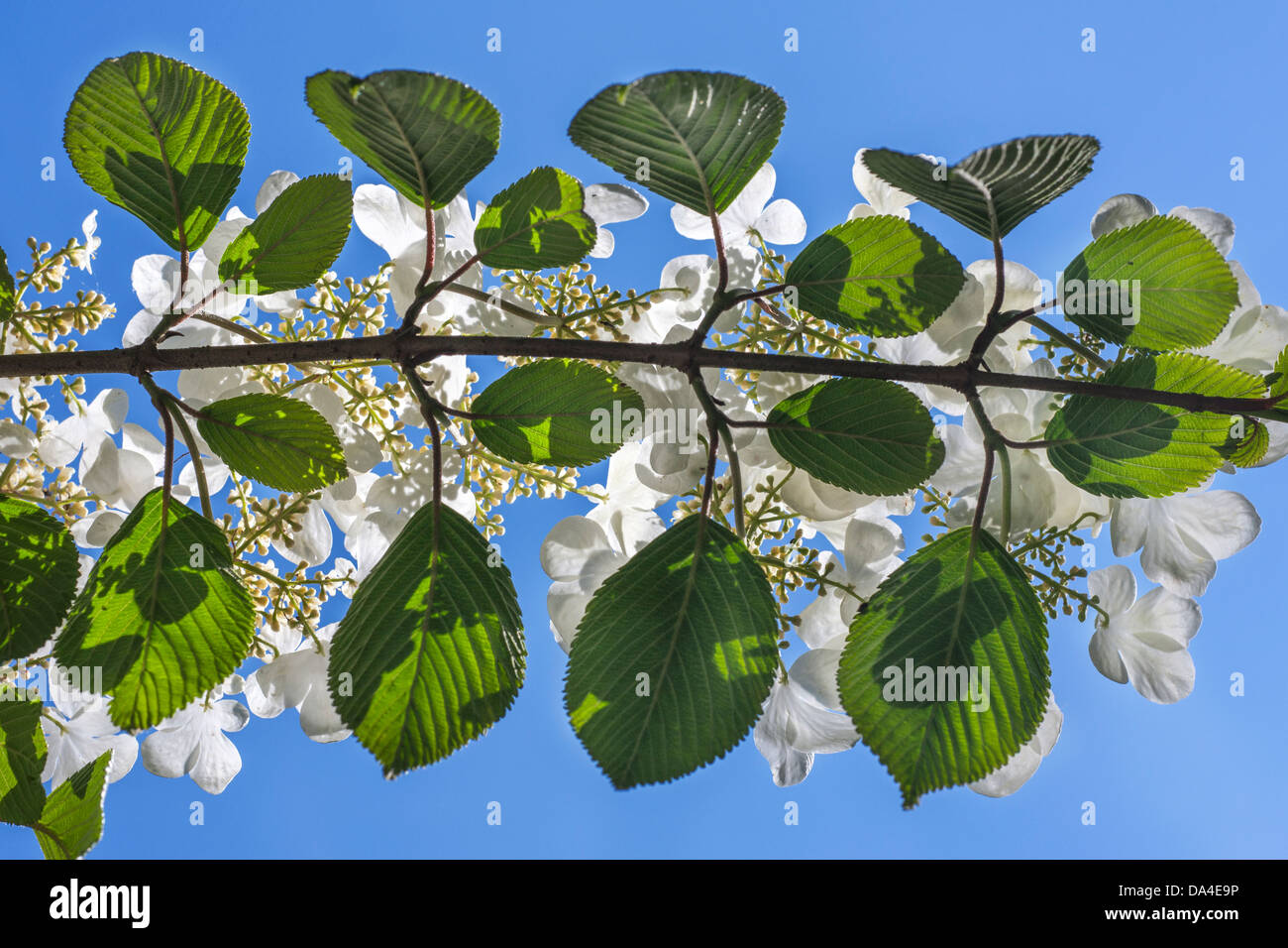 Viburno rose (Viburnum opulus) in fiore in primavera Foto Stock