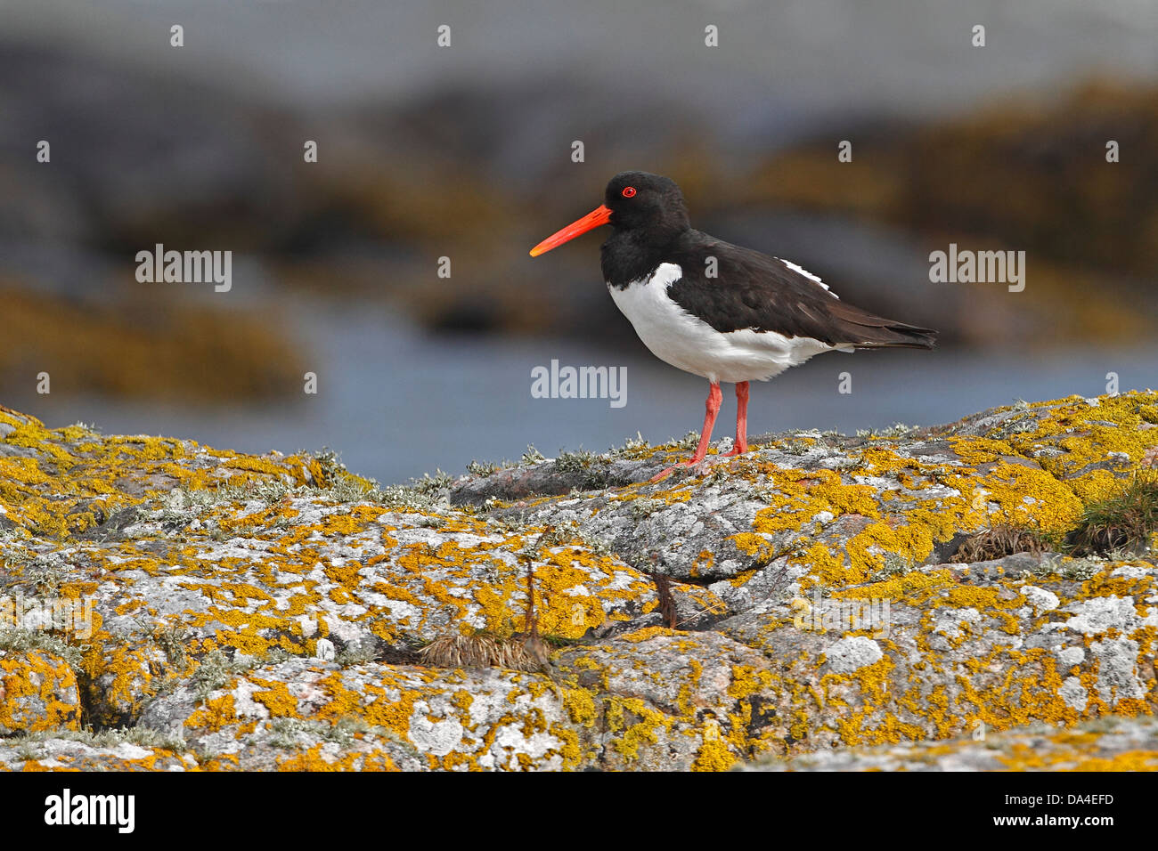 (Oystercatcher Haematopus ostralegus) appollaiato sulla roccia sulla riva North Uist Ebridi Esterne della Scozia UK Maggio 7155 Foto Stock