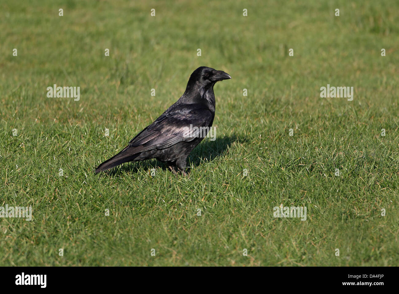 Corvo Imperiale (Corvus corax) nel campo Mid Wales UK Ottobre 7572 Foto Stock