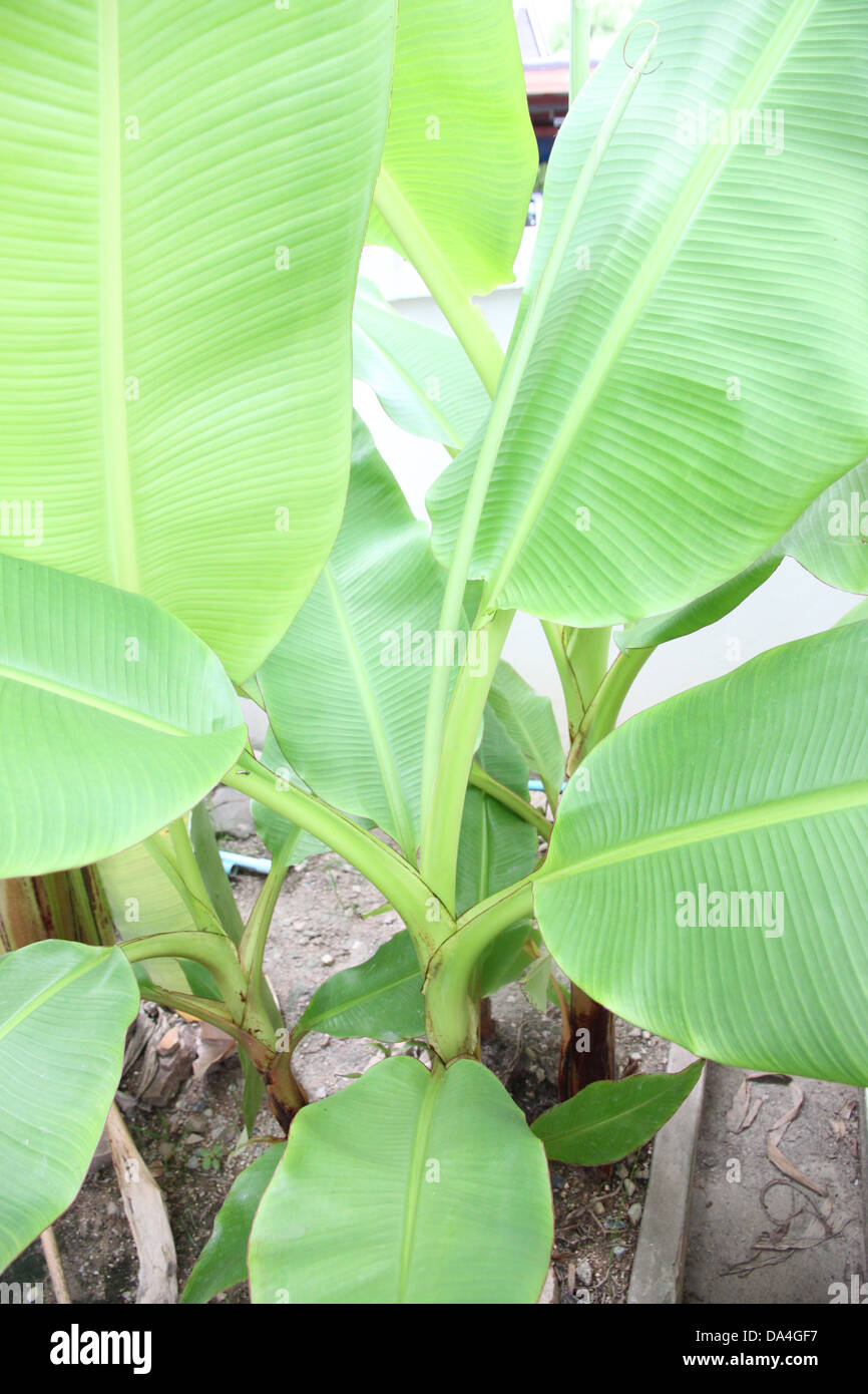 Banana tree è una crescita nella piantagione. Foto Stock