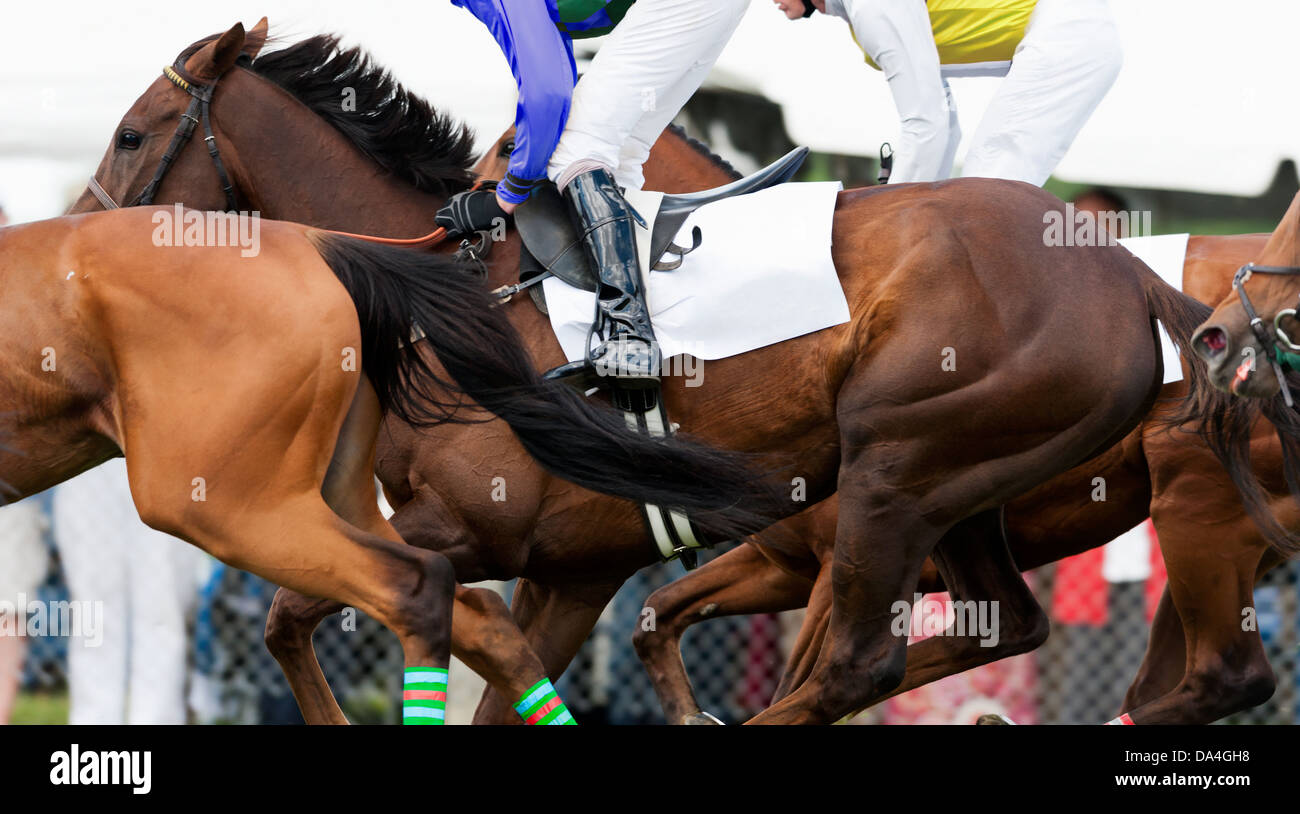 Close-up di gruppo di cavalli da corsa in esecuzione durante una gara di siepi Foto Stock