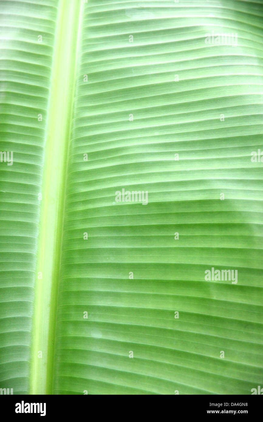 Le foglie degli alberi di banane in vari modelli. Foto Stock