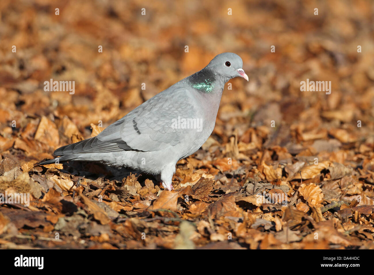 Magazzino Colomba (Columba oenas) sul pavimento di bosco Cheshire Regno Unito 3104 Foto Stock