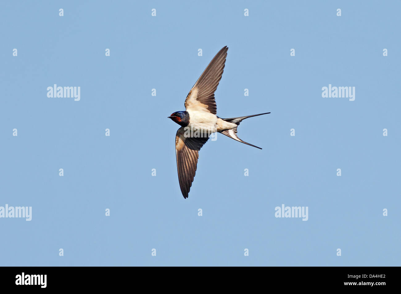 BARN SWALLOW Hirundo rustica in volo Cheshire Regno Unito può Foto Stock