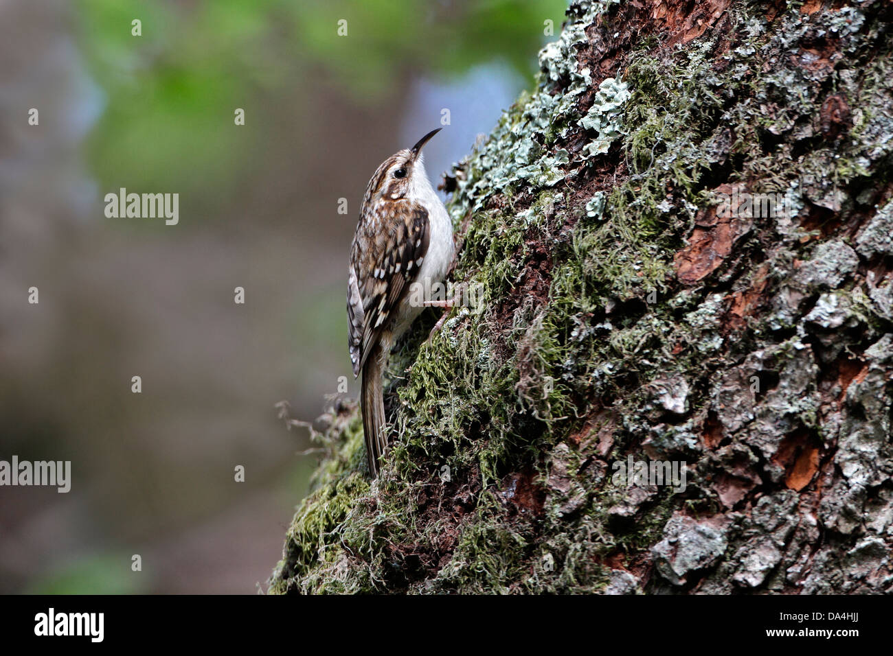 Rampichino alpestre (Certhia familiaris) sul tronco di albero in bosco, il Galles del Nord, Regno Unito, maggio 8273 Foto Stock