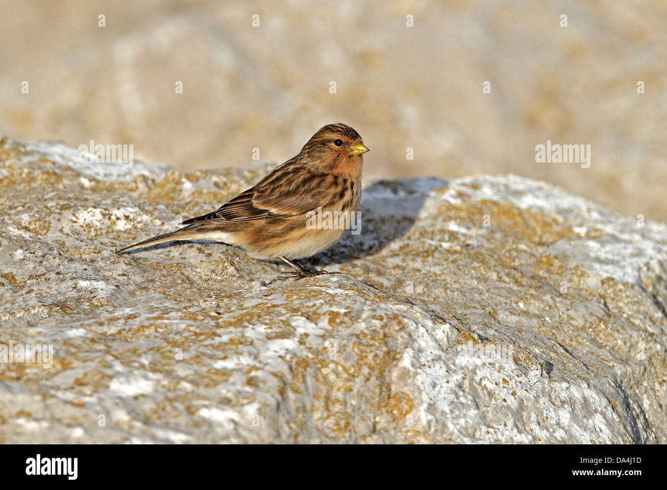 Twite (Carduelis flavirostris) arroccato sulle rocce vicino spiaggia, costa del nord del Galles, Regno Unito, dicembre 2009 1951 Foto Stock