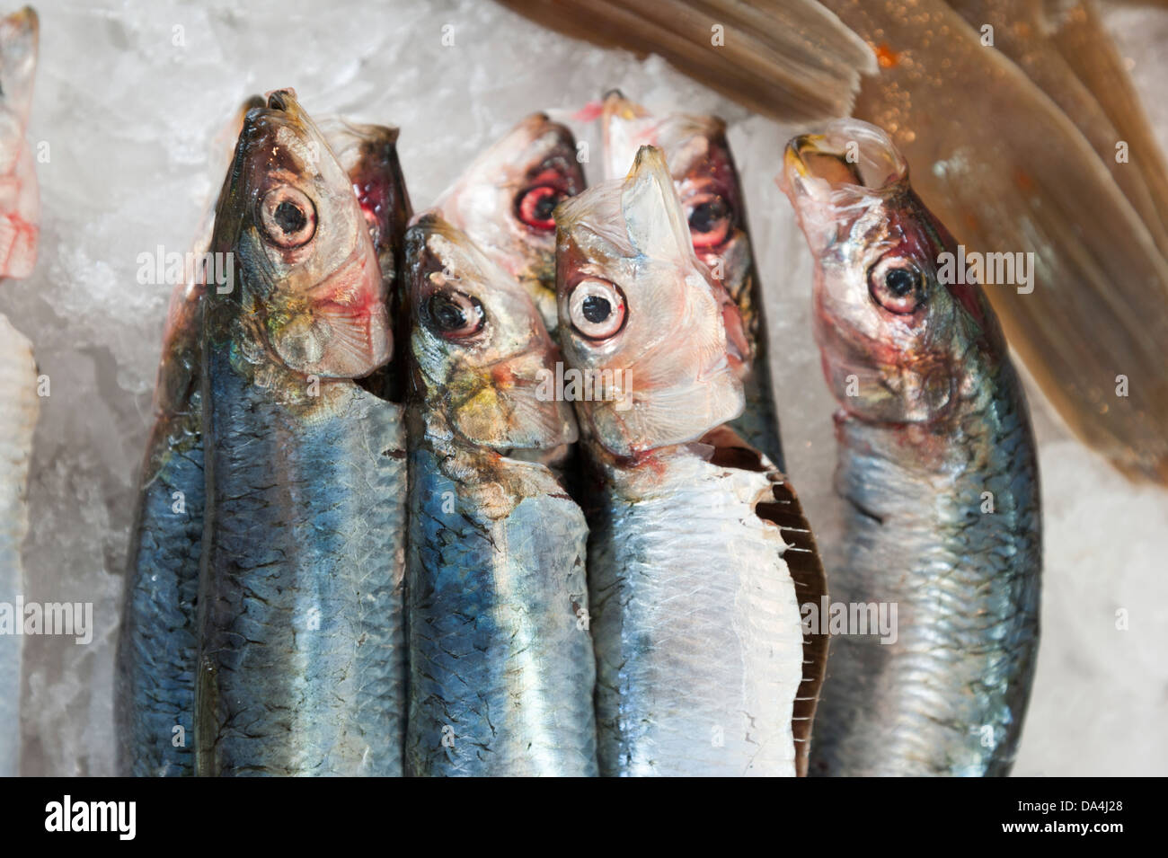 Aringa Aringa o su una lastra di pescivendoli Foto Stock