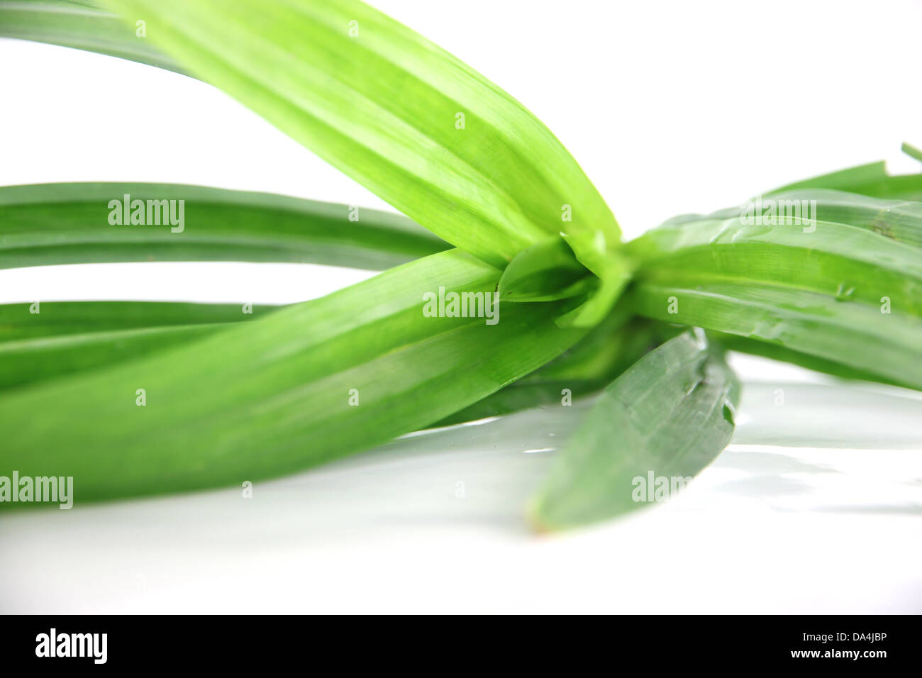 Le foglie pandan sullo sfondo bianco. Foto Stock