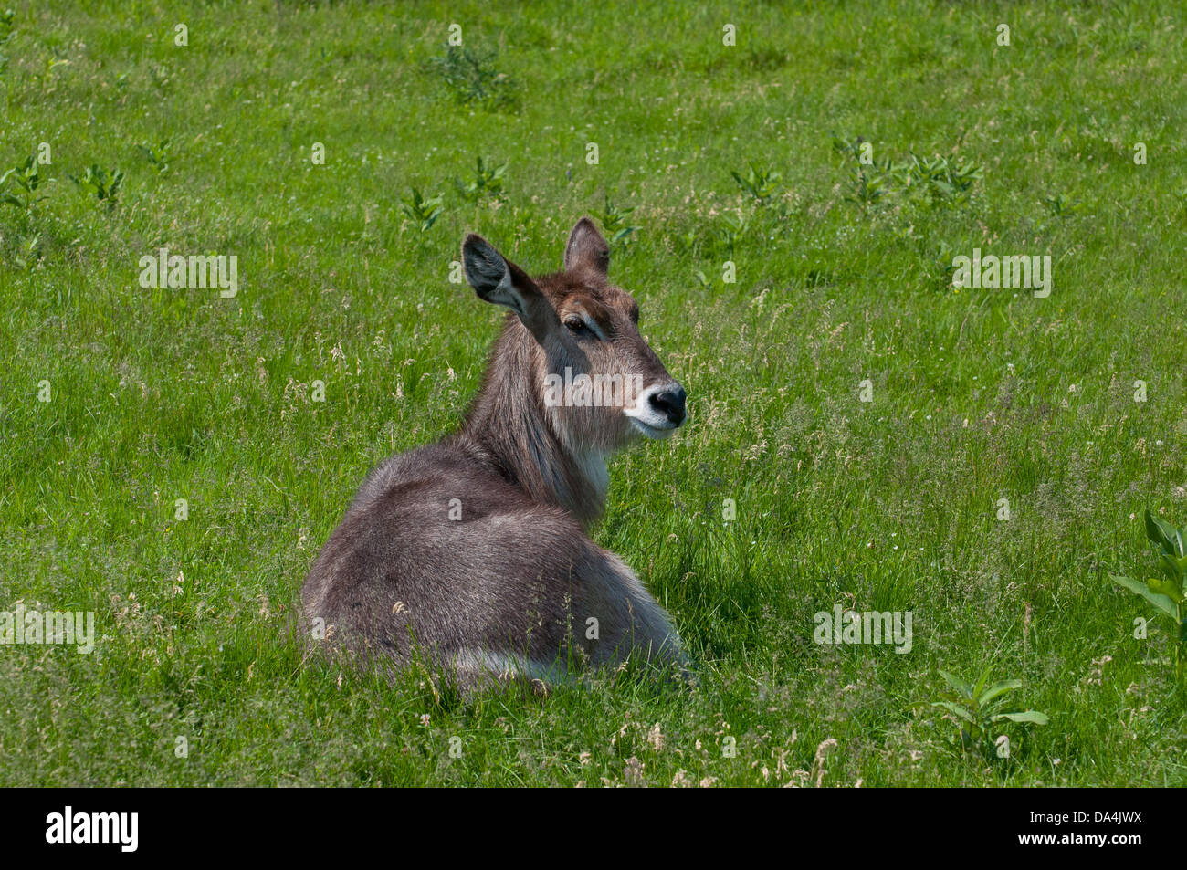 Una vista di una femmina di Waterbuck. Foto Stock