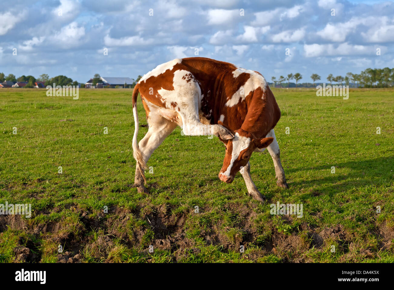 Il bianco e il rosso mucca graffiare orecchio su pascolo Foto Stock