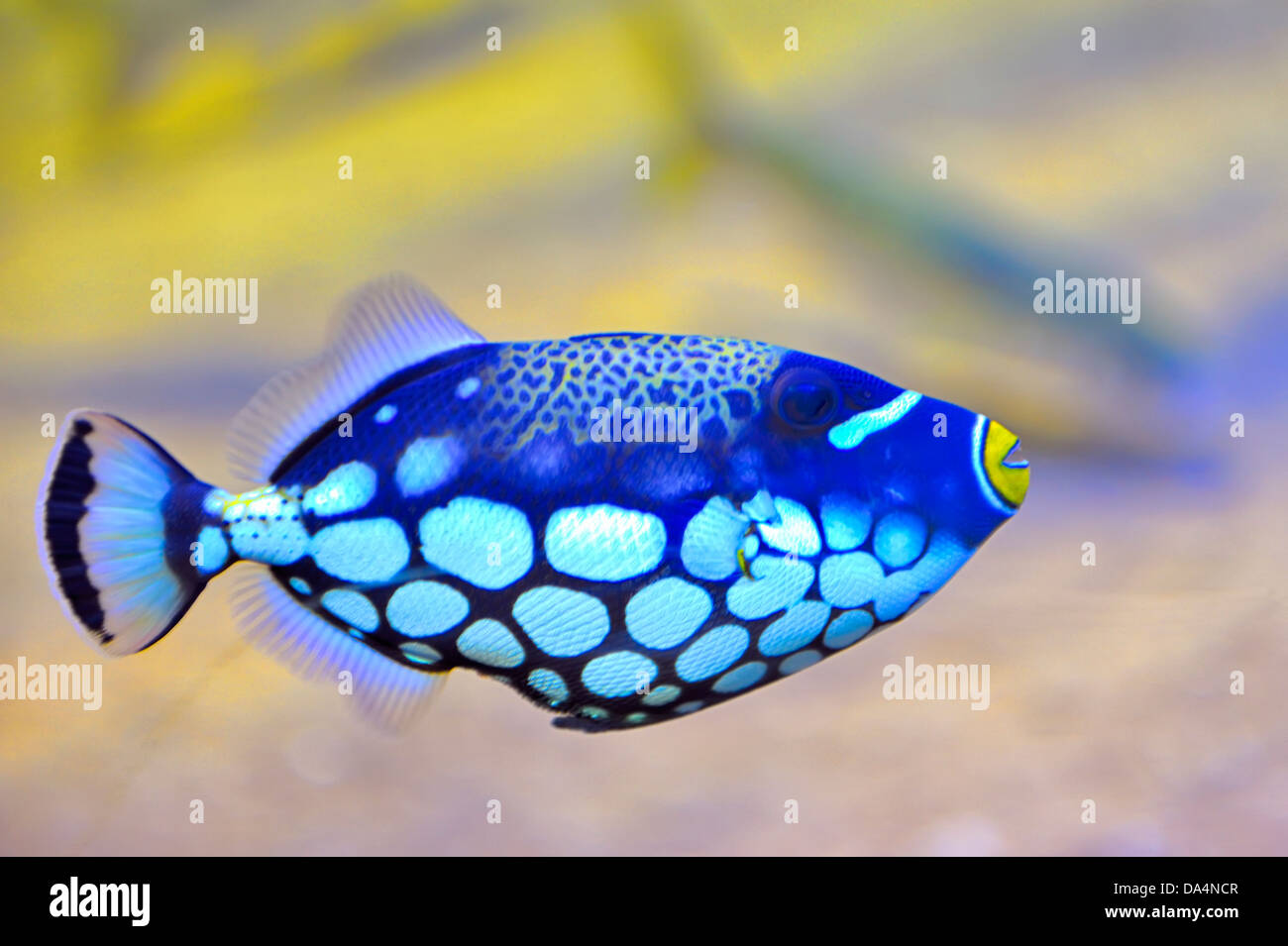 Farfalla colorata per la pesca di pesci in un acquario Foto Stock
