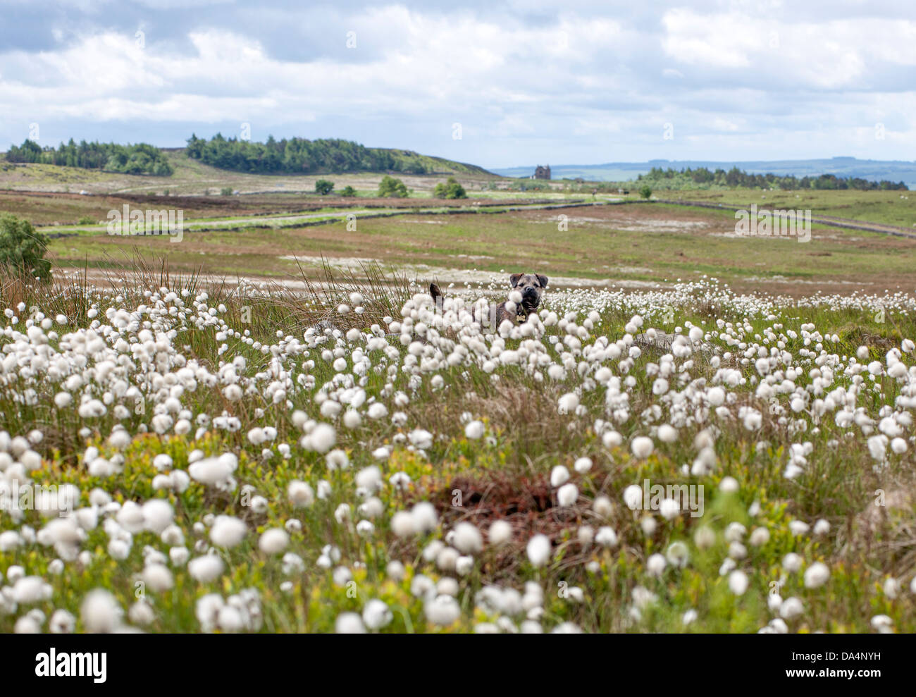 Un giovane confine Terrier tra erba di cotone su brughiere selvatiche nel Derbyshire Foto Stock
