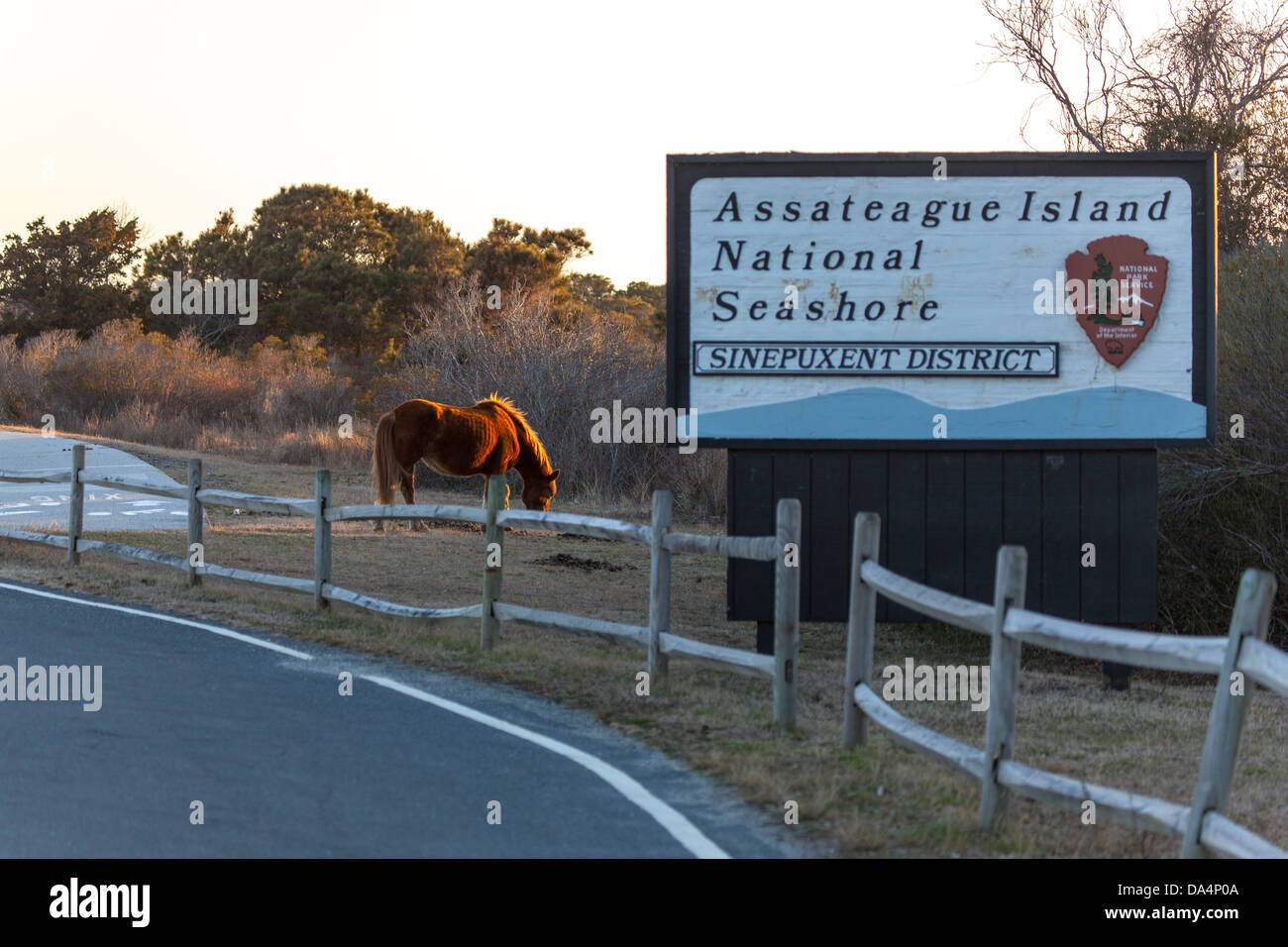 Assateague Island è un 37-miglio lungo isola barriera situato nel Maryland e Virginia. Esso include Il Assateague Island National Seashore, Assateague State Park e il Chincoteague National Wildlife Refuge. È noto per i suoi allevamenti di cavalli selvaggi, spiagge incontaminate e il Assateague Faro. Foto Stock