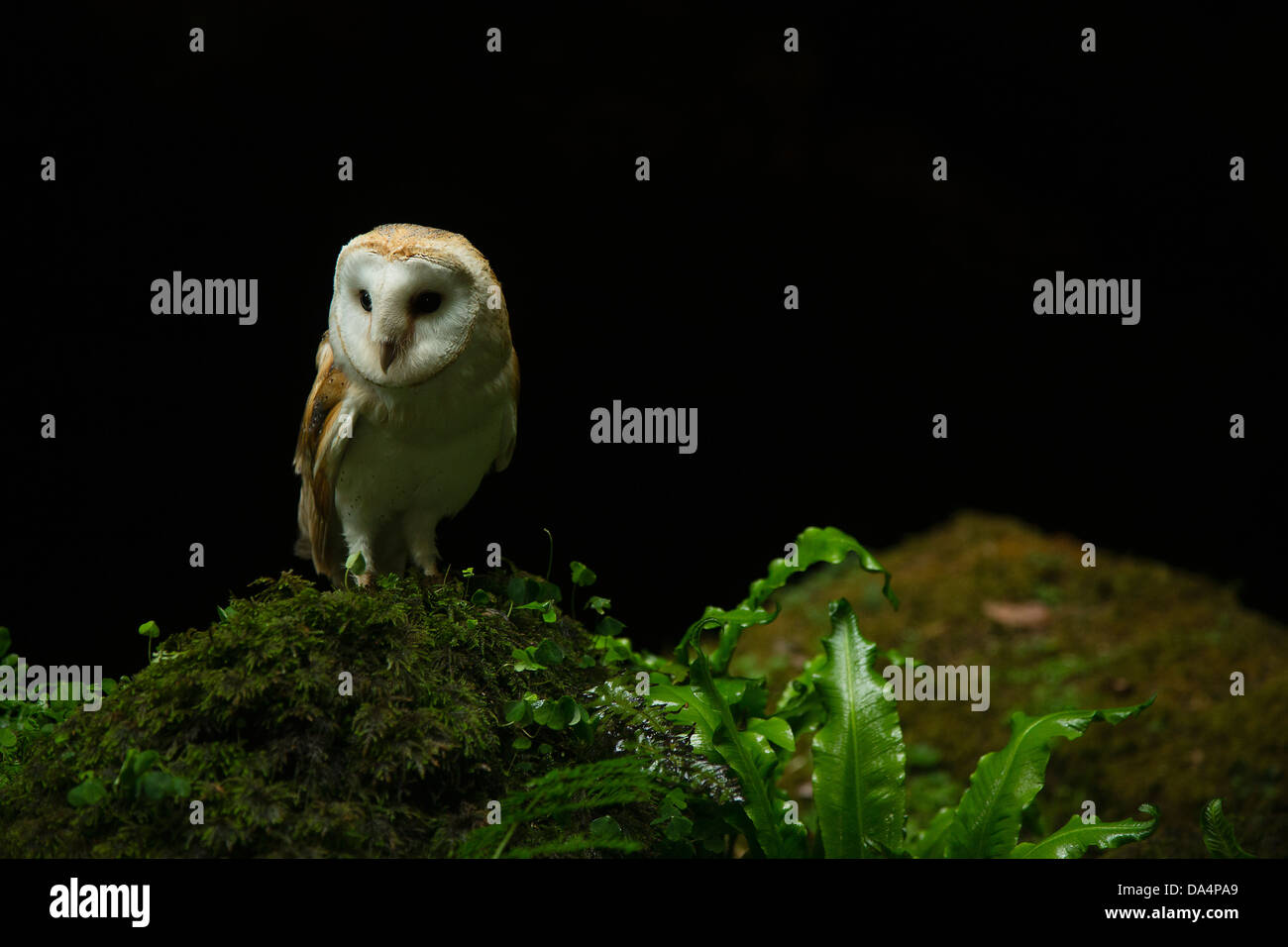 Europeo Barbagianni (Tyto alba) arroccata su una roccia di notte Foto Stock