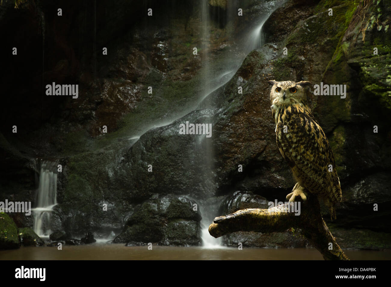 Gufo reale (Bubo bubo) arroccato nella parte anteriore di una cascata Foto Stock