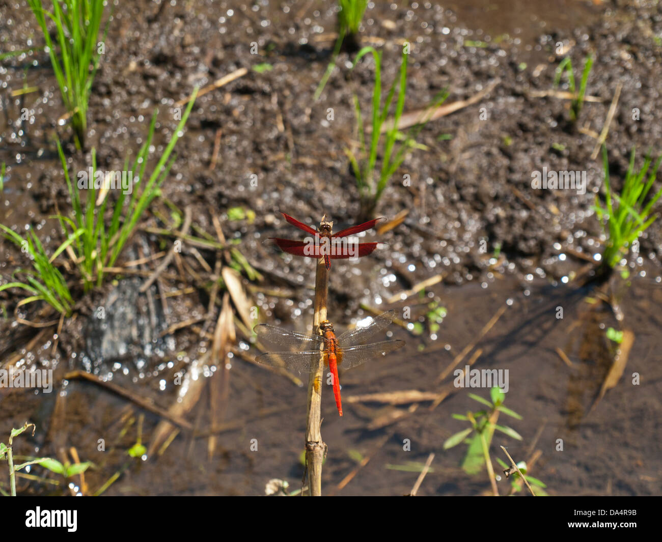 Libellule Foto Stock