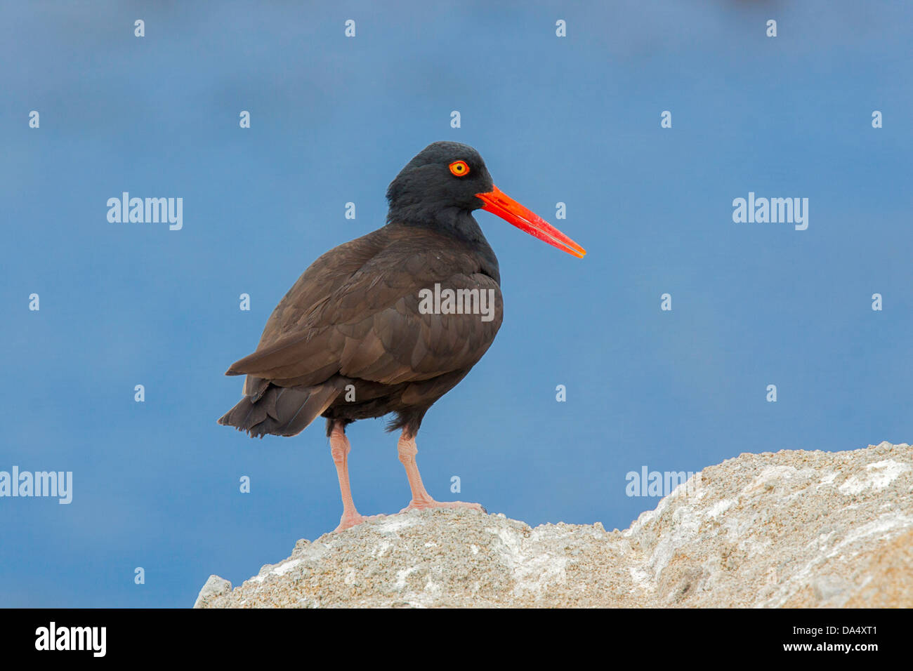 Nero Americano Oystercatcher Haematopus bachmani Pacific Grove, California, Stati Uniti 23 giugno Haematopodidae adulti Foto Stock