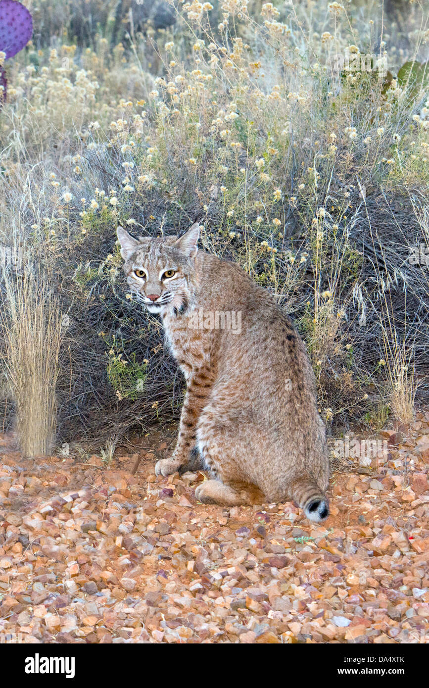 Bobcat Lynx rufus Tucson, Arizona, Stati Uniti 5 novembre adulto Felidae Foto Stock