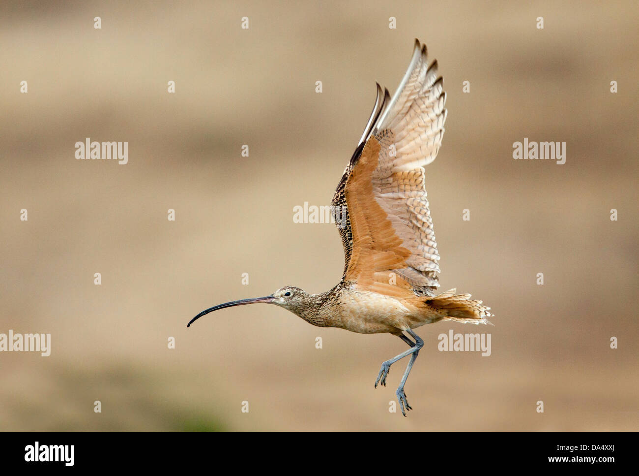 A lungo fatturati Curlew Numenius americanus Moss Landing, California, Stati Uniti 24 giugno adulto in volo. Scolopacidae Foto Stock