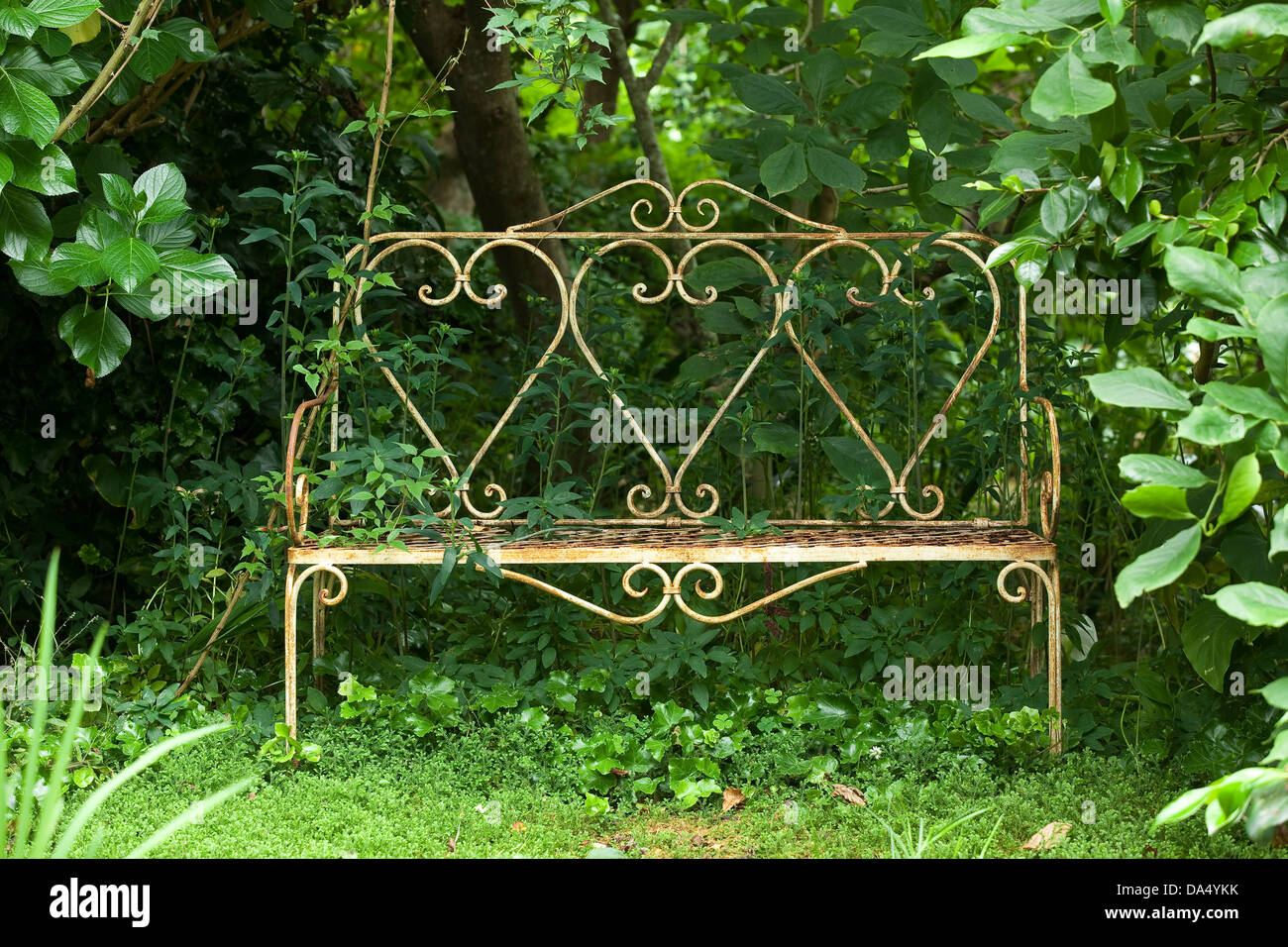 Un vecchio arrugginito metallo bianco banco in tra denso fogliame verde in un angolo del giardino. Foto Stock