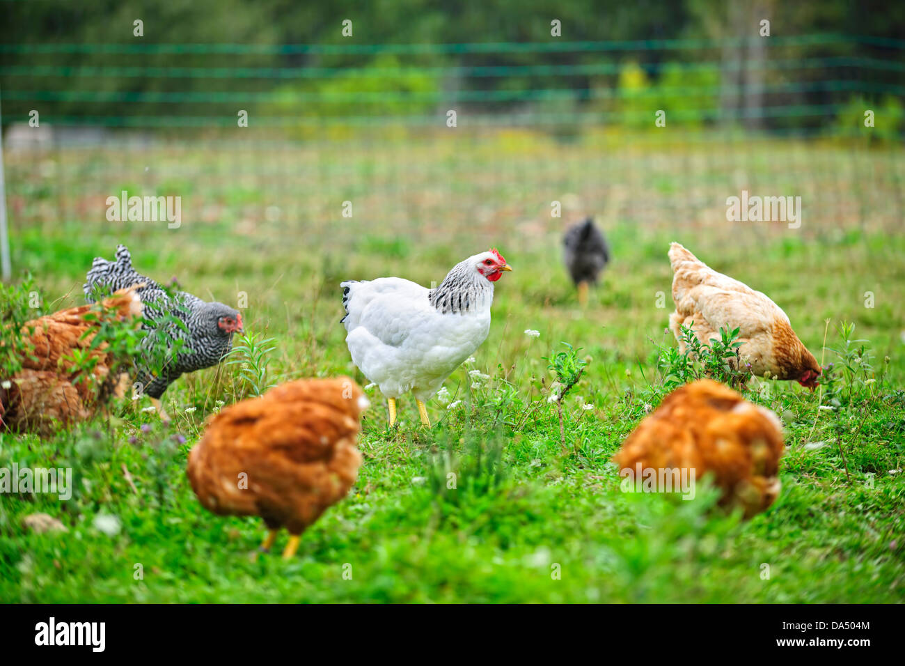 Varie polli ruspanti alimentazione su erba a azienda agricola biologica Foto Stock