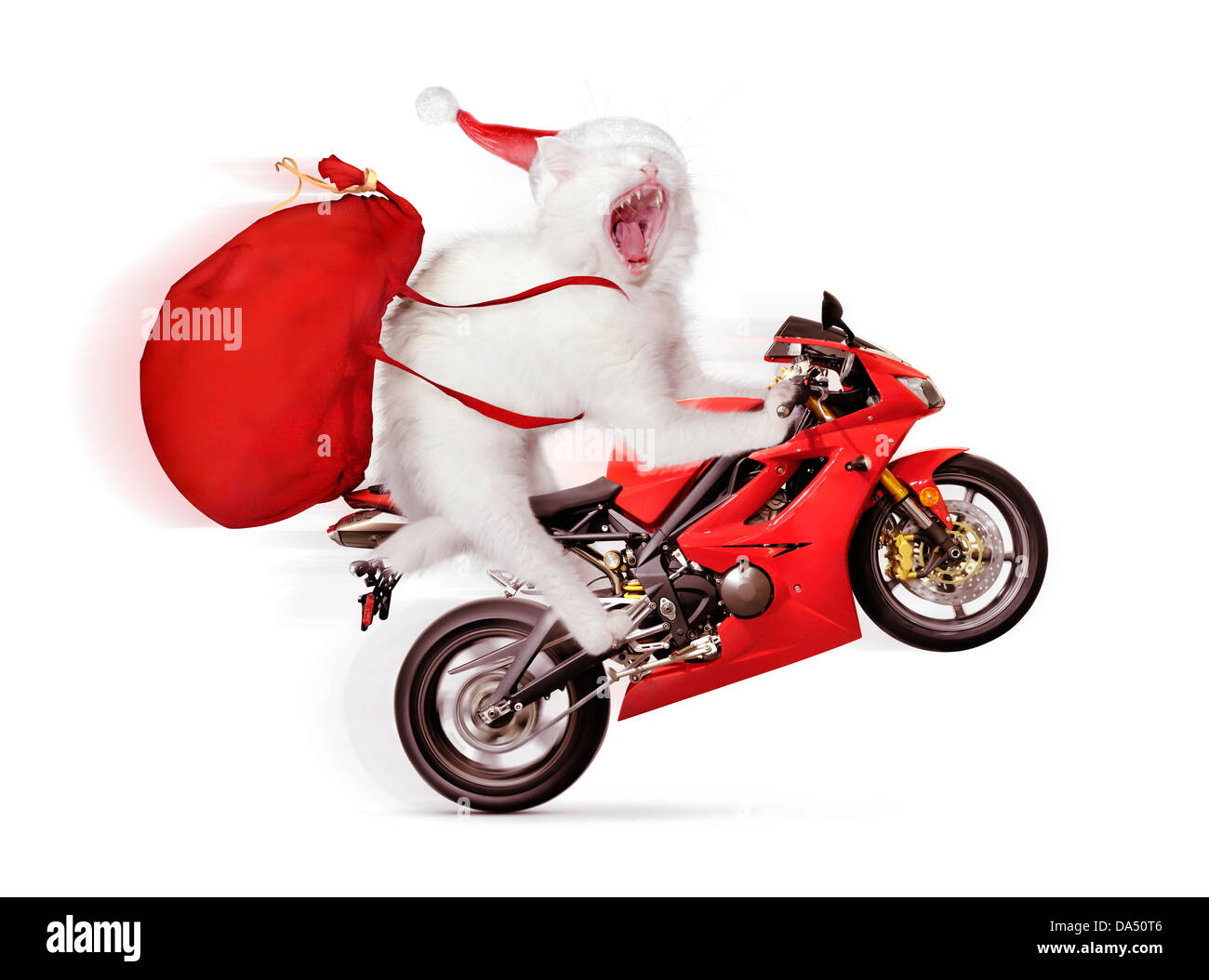 Licenza disponibile all'indirizzo MaximImages.com - divertente concetto natalizio di un gatto bianco che fa un grillo su una moto sportiva rossa, indossando un cappello da Babbo Natale Foto Stock