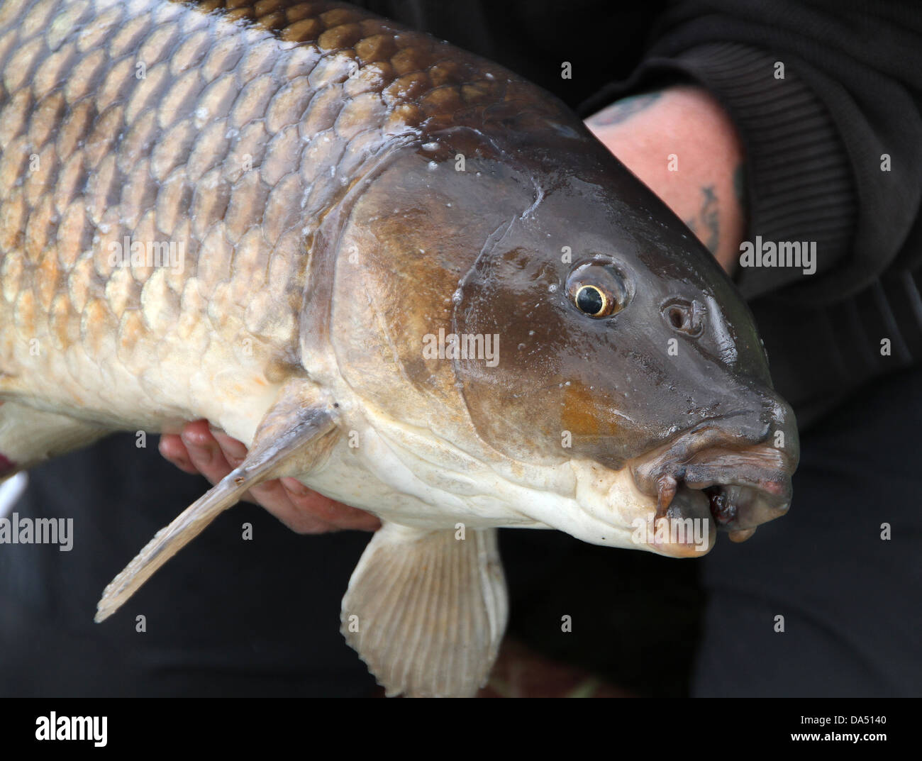 Testa della carpa comune. Foto Stock