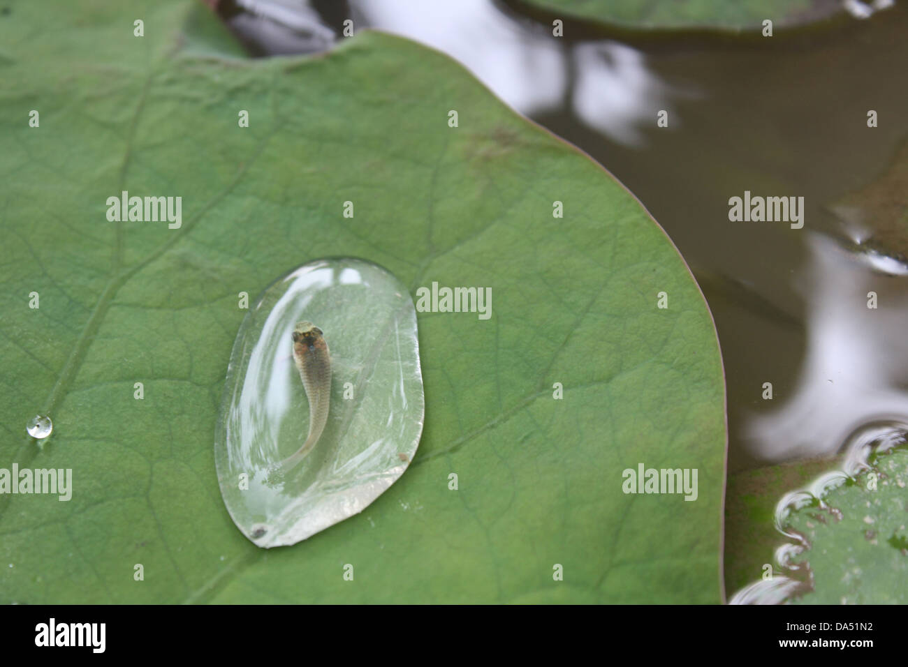 Un po' di pesce in acqua sulla parte superiore della foglia di loto Foto Stock