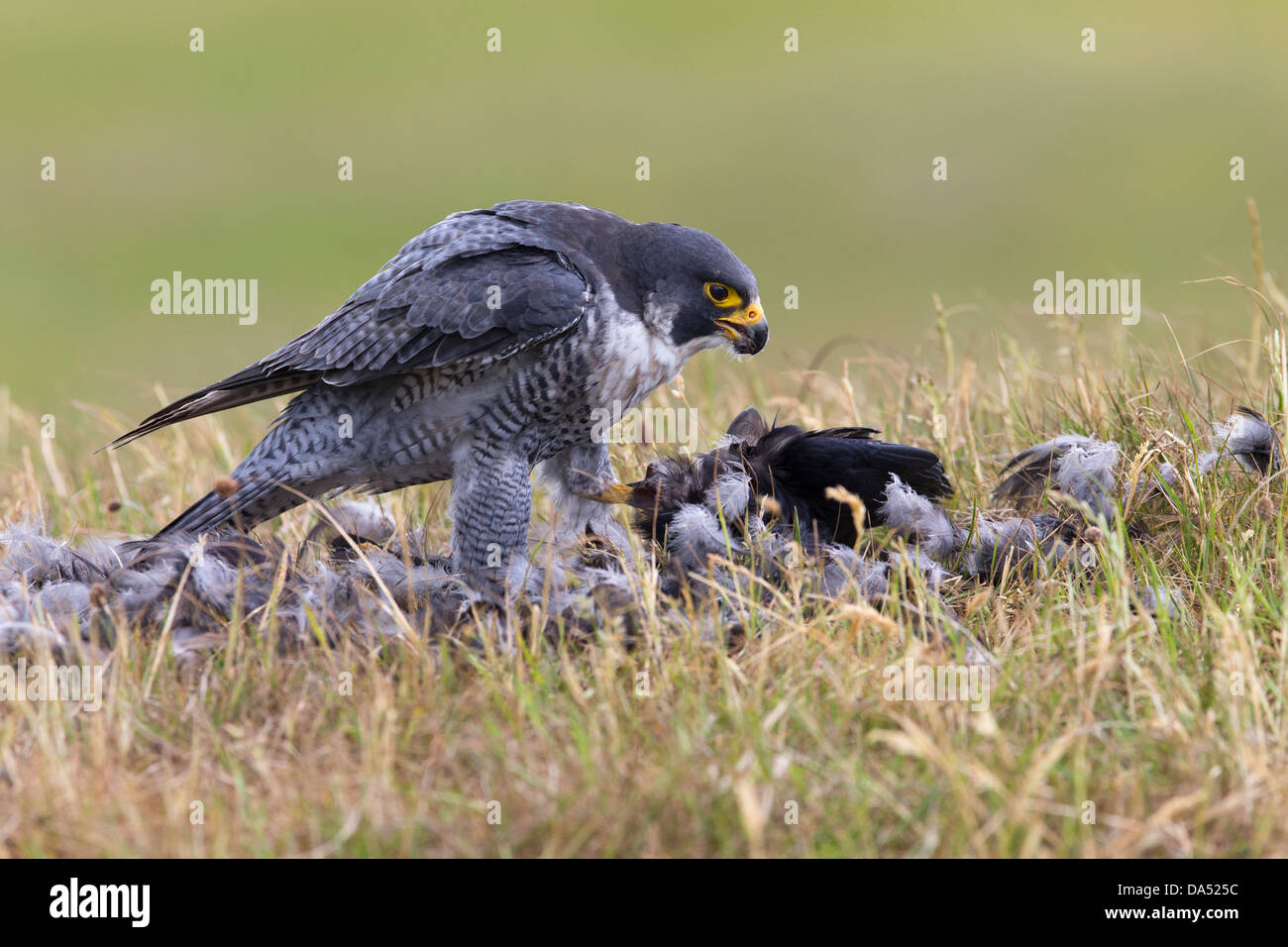 Falco pellegrino con la sua preda Foto Stock