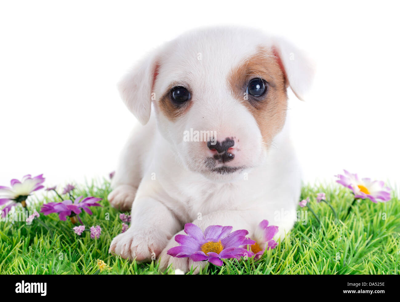 Ritratto di una razza jack russel terrier stabilite sul prato di studio Foto Stock
