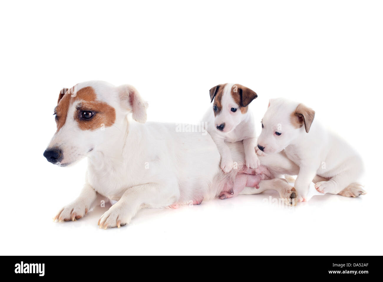 Ritratto di una famiglia jack russel terrier in studio Foto Stock