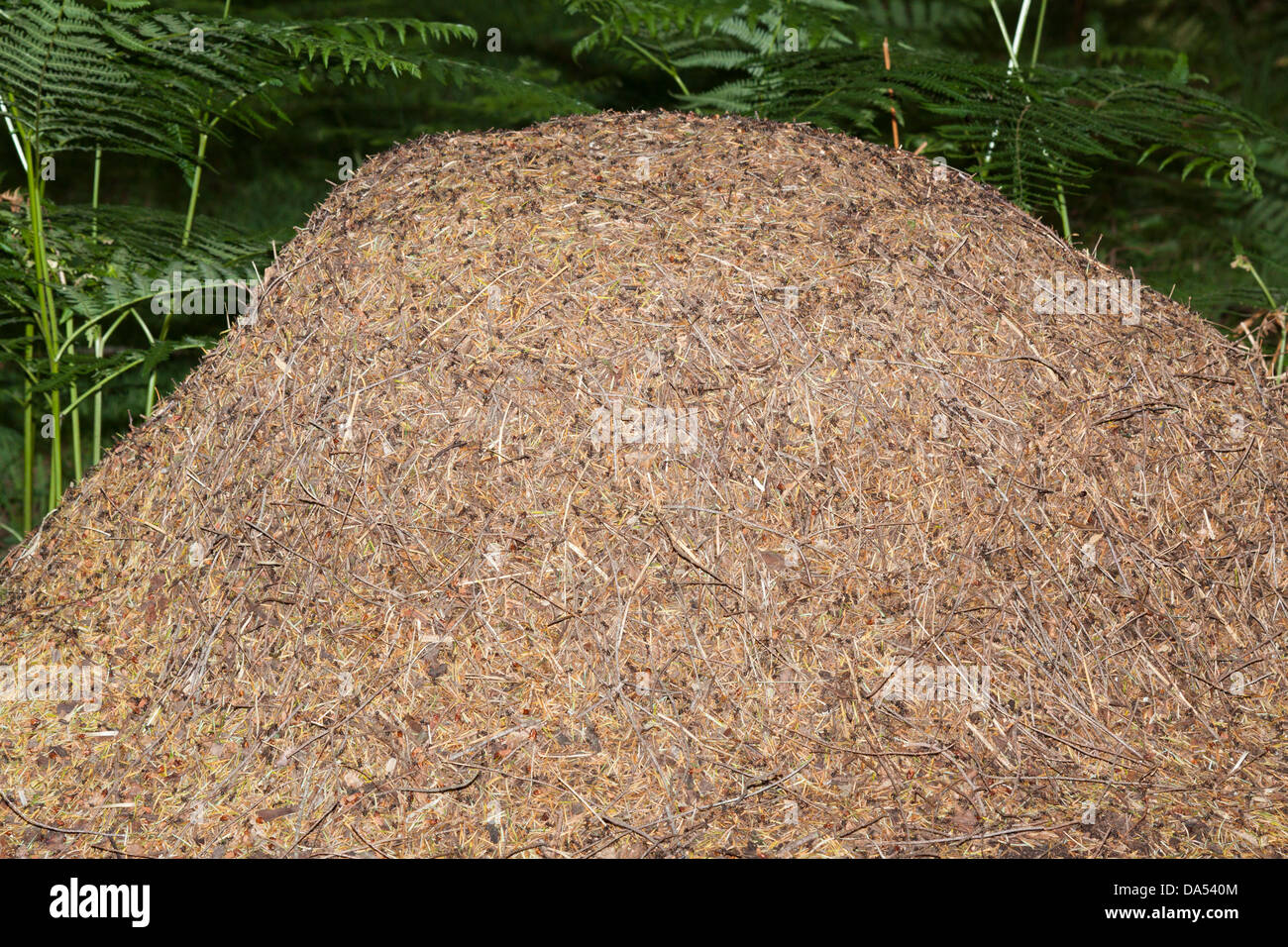 Legno meridionale formiche nido- formica rufa, New Forest, Hampshire, Inghilterra, Regno Unito Foto Stock