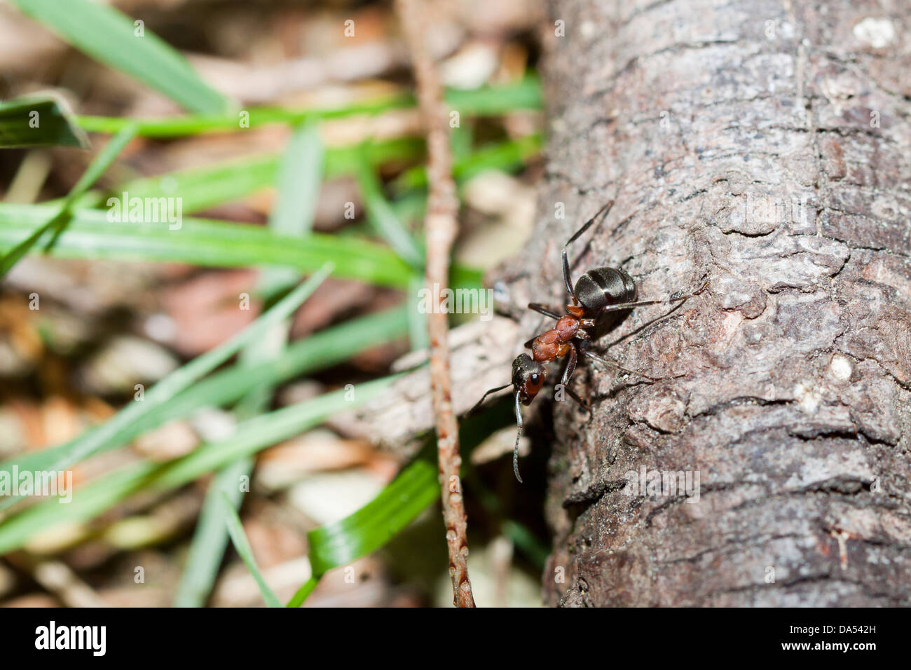 Legno meridionale le formiche - formica rufa, New Forest, Hampshire, Inghilterra, Regno Unito Foto Stock