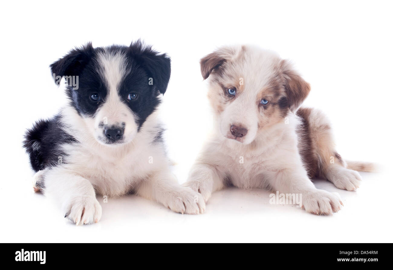 Ritratto di cuccioli border collies davanti a uno sfondo bianco Foto Stock