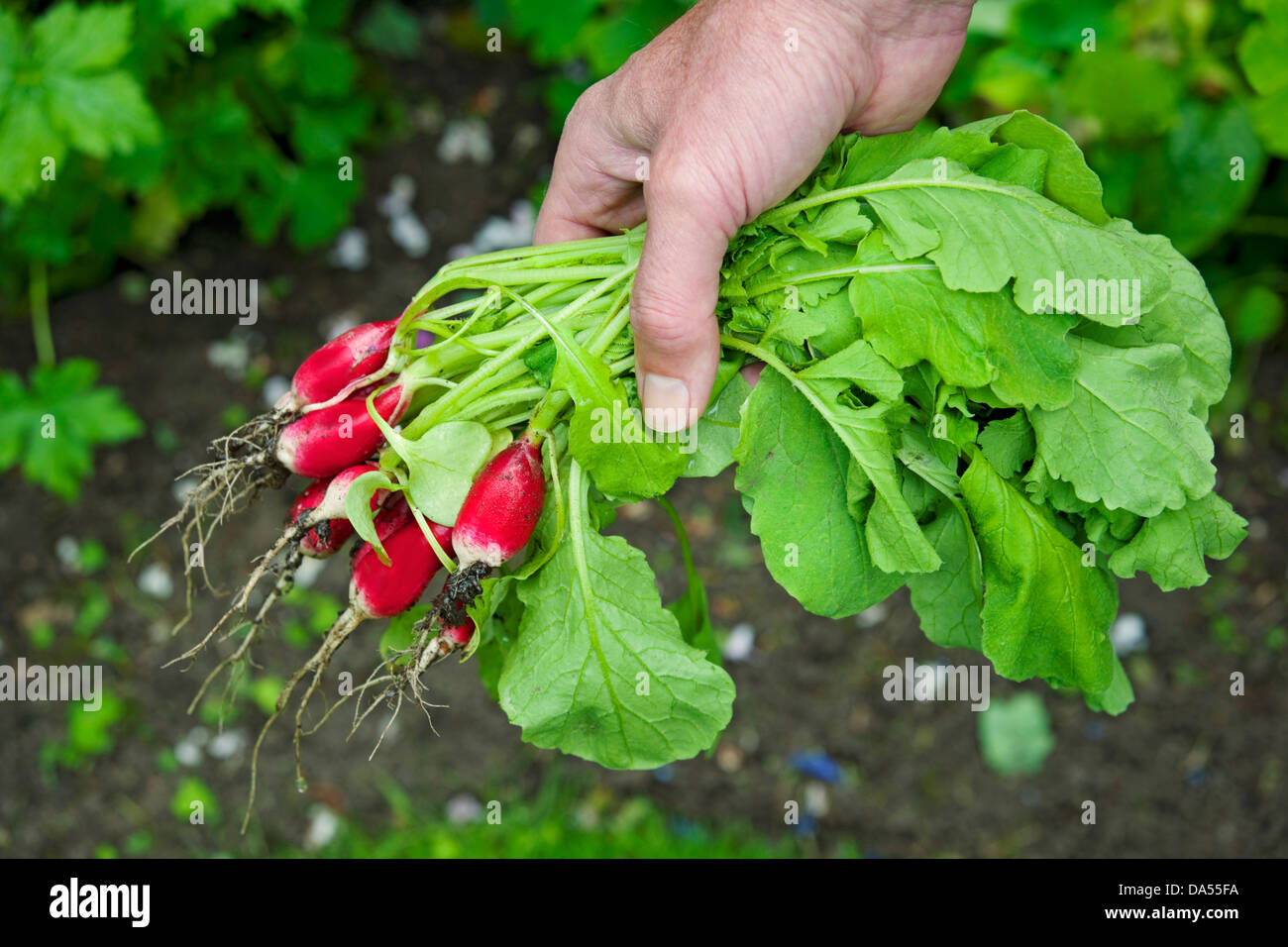 Raccolta raccolta di ravanelli freschi insalata di ravanello vegetali piante da giardino di allotment (Raphanus Sativus) Inghilterra UK GB Gran Bretagna Foto Stock