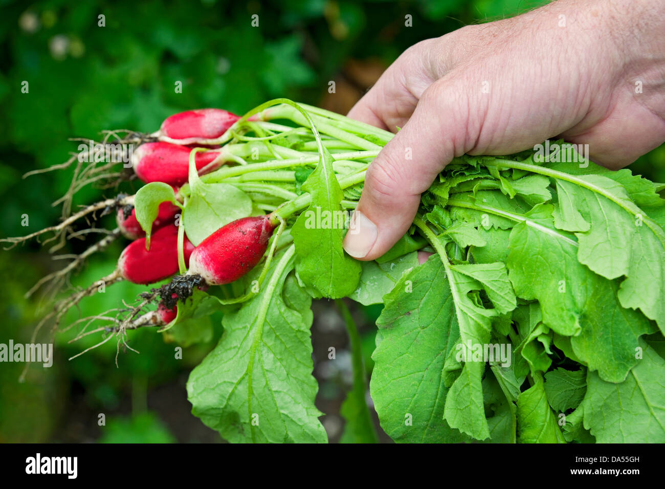 Primo piano di uomo che tiene mazzo di appena raccolto Ravanelli (Raphanus Sativus) Inghilterra Regno Unito GB Gran Bretagna Foto Stock