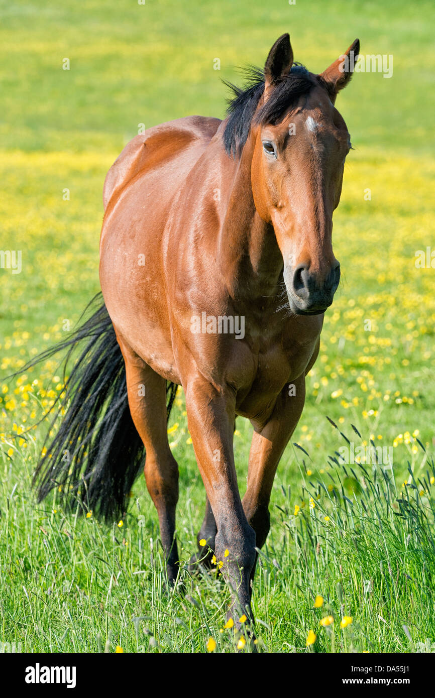 Un cavallo in un campo di Renoncules vicino Marton, North Yorkshire Foto Stock