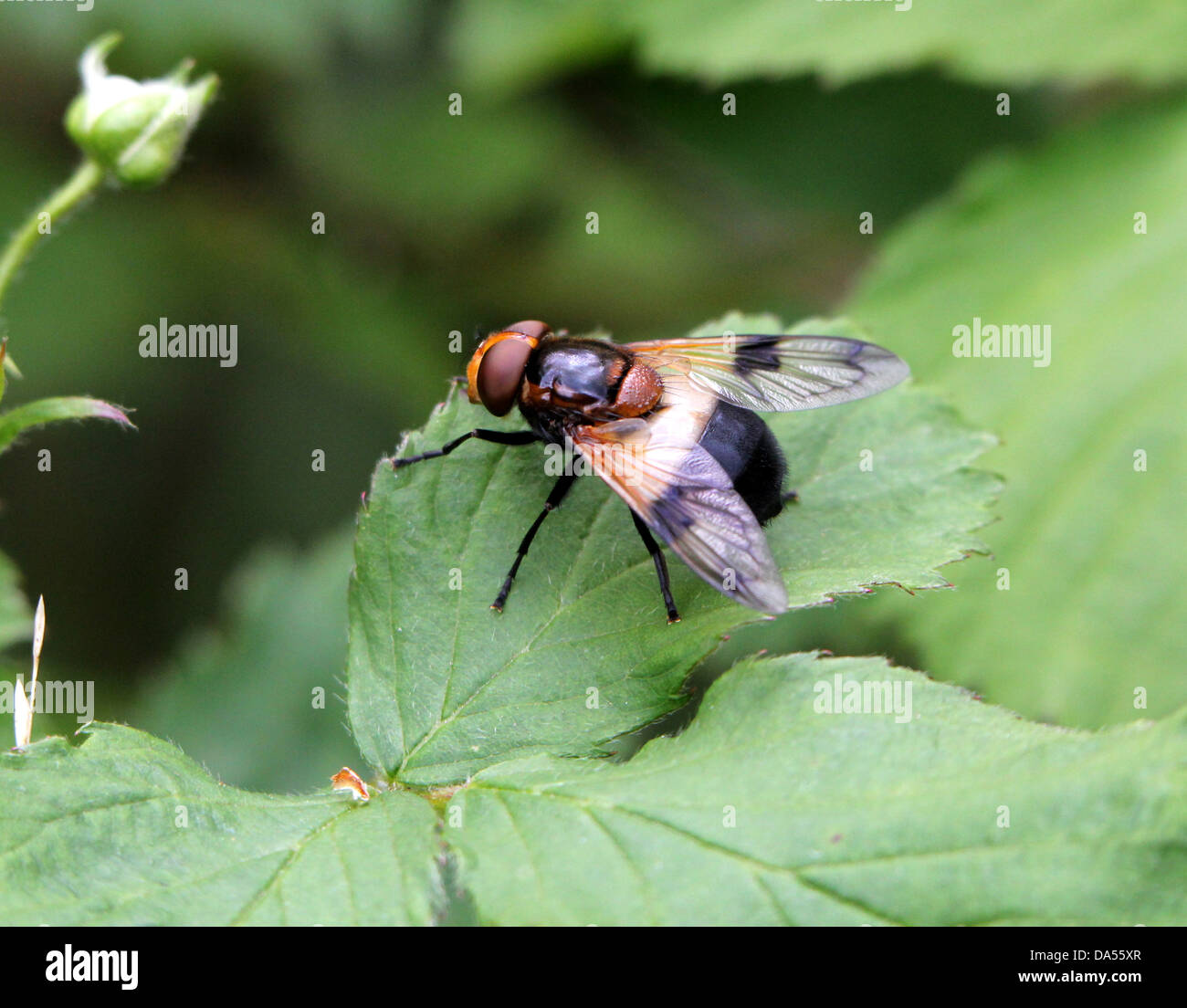 Macro dettagliate di Volucella pellucens, una grande comunità hoverfly varietà che pongono su una foglia Foto Stock