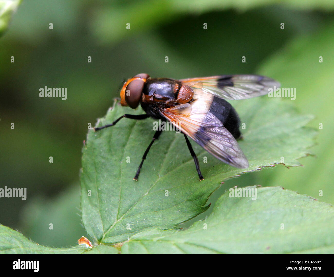 Macro dettagliate di Volucella pellucens, una grande comunità hoverfly varietà che pongono su una foglia Foto Stock