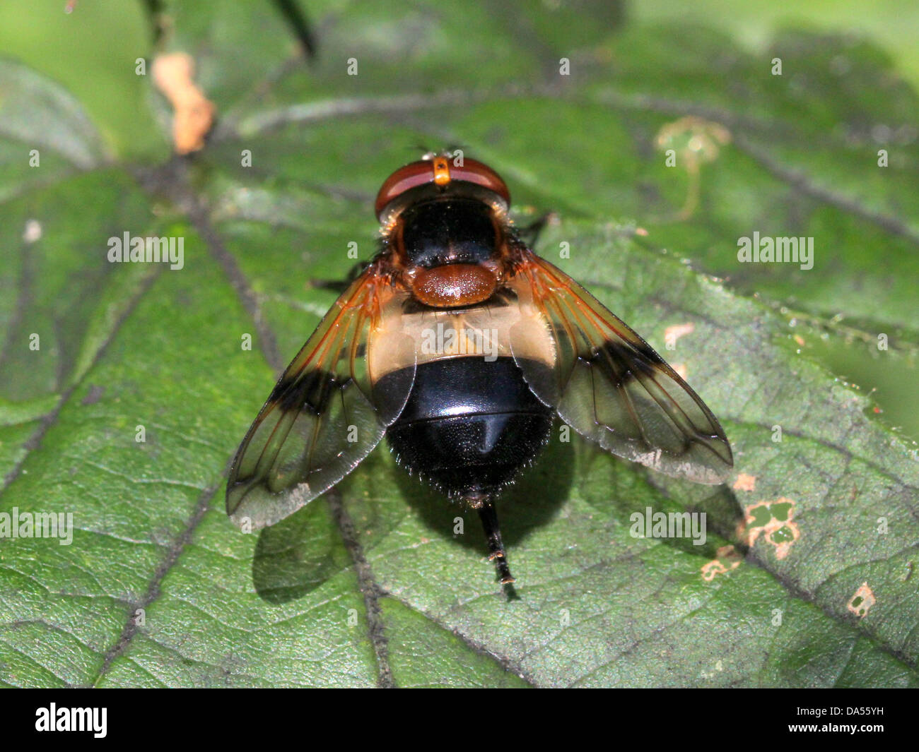 Macro dettagliate di Volucella pellucens, una grande comunità hoverfly varietà che pongono su una foglia Foto Stock