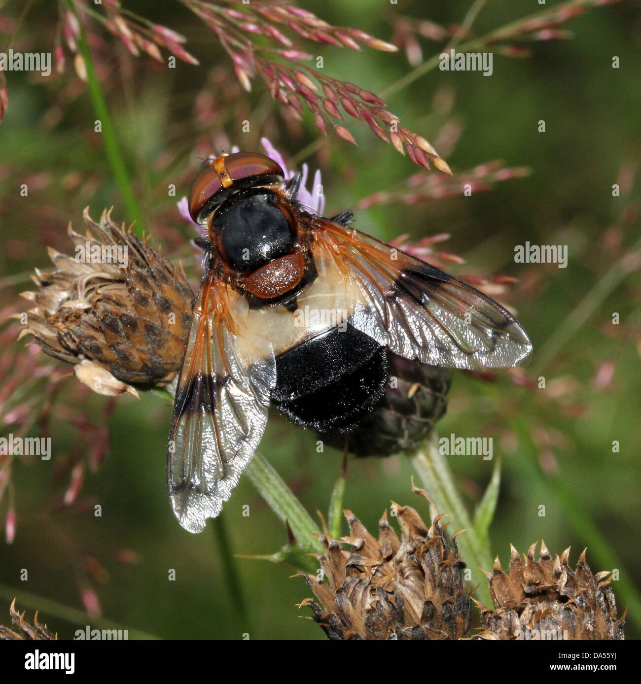 Macro dettagliate di Volucella pellucens, una grande comunità hoverfly varietà che pongono su una foglia Foto Stock