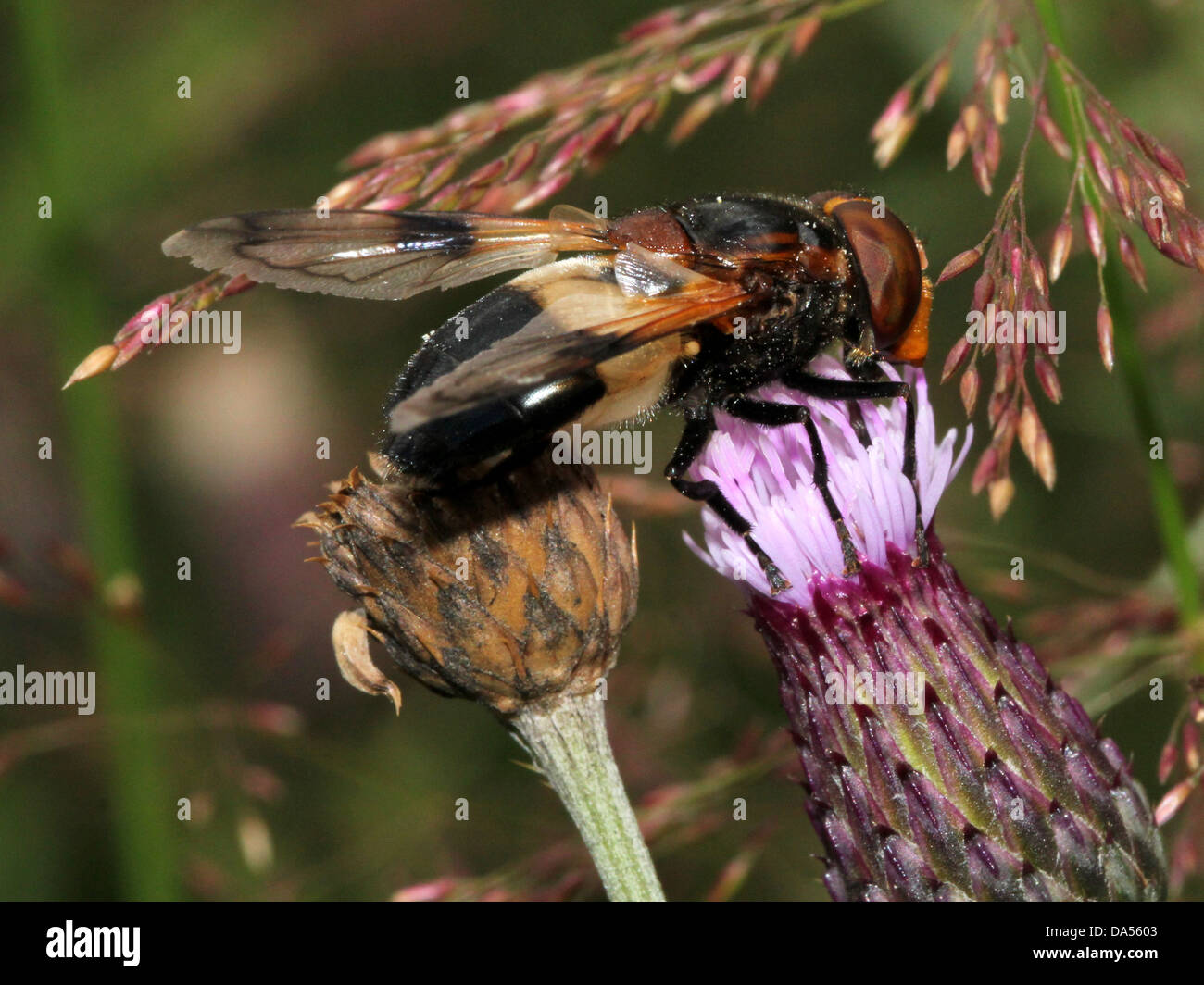 Macro dettagliate di Volucella pellucens, una grande comunità hoverfly varietà che pongono e rovistando su un viola thistle Foto Stock