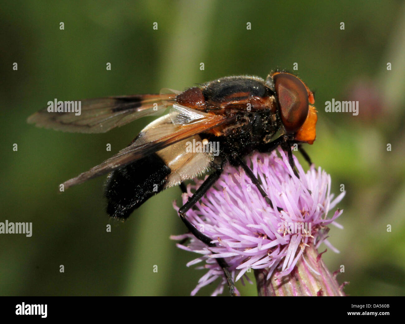 Macro dettagliate di Volucella pellucens, una grande comunità hoverfly varietà che pongono e rovistando su un viola thistle Foto Stock