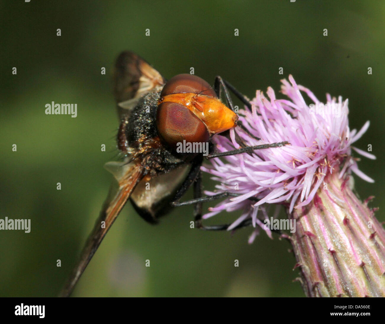 Macro dettagliate di Volucella pellucens, una grande comunità hoverfly varietà che pongono e rovistando su un viola thistle Foto Stock